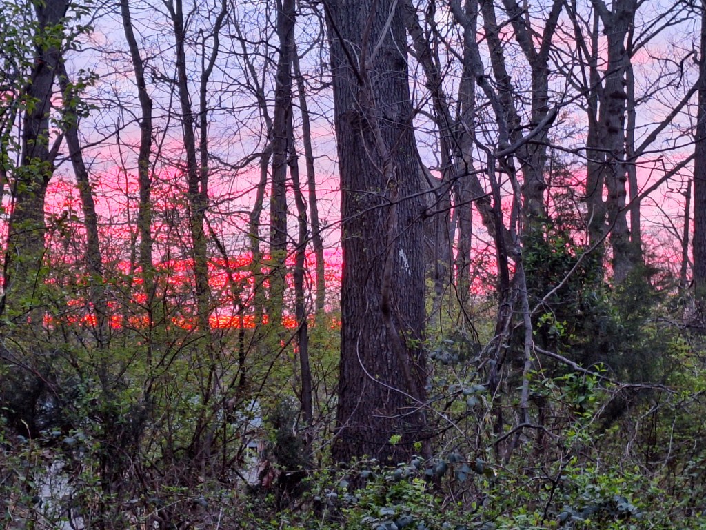 Hot pink and blue dawn sky behind trees with no leaves and bushes